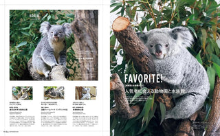 Open magazine spread with koala photos, including koala on a tree branch