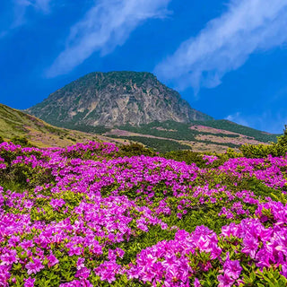 FRAGRANCE MEMORIES  Incense Jejudo Field
