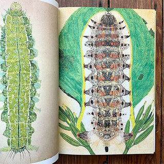 Open book page with green caterpillar illustration among leafy plants