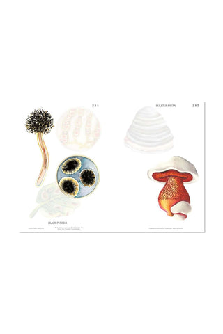 Interior book page with mushroom and plate fungus illustrations in multiple colors